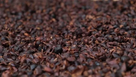 Cascara coffee cherry tea from dried skins of coffee berries. Видео 143647595