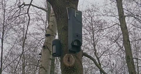 Case against bark beetle disease mounted on tree at early spring Stock Footage 267623486