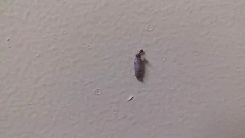 Case-Bearing Clothes Moth Larva  slowly crawling on a painted wall Vídeo Stock 312326450
