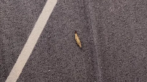 Case-Bearing Clothes Moth Tinea Pellionella Larva Crawling On Bed Sheet 스톡 동영상 321920586