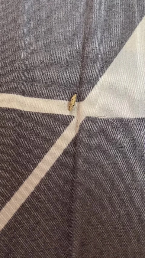 Case-Bearing Clothes Moth Tinea Pellionella Larva Crawling On Striped Bed Sheet 스톡 동영상 321920589