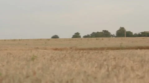 Case IH - Medium Shot of Combine  Stock Footage 65319581