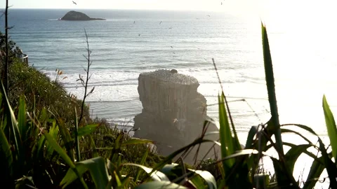 Case Study: Life of birds. Gannet colony. Gannets Stock Footage 238805416