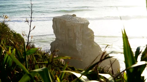Case Study: Life of birds. Gannet colony. Gannets Stock Footage 238805553
