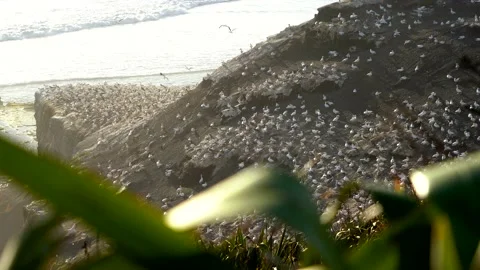 Case Study: Life of birds. Gannet colony. Gannets Stock Footage 238805578