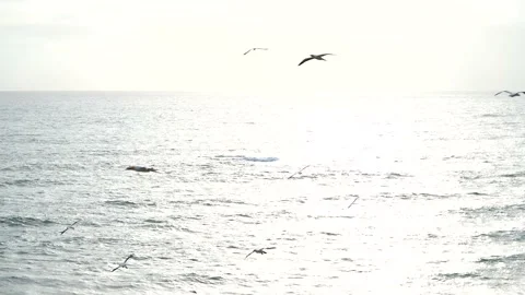 Case Study: Life of birds. Gannet colony. Gannets Stock Footage 238805686