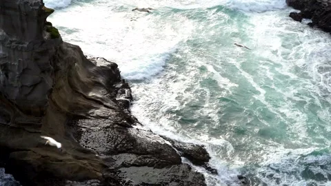 Case Study: Life of birds. Gannet colony. Gannets Stock Footage 238805738