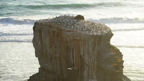 Case Study: Life of birds. Gannet colony. Gannets Stock Footage 238805870