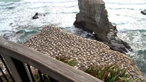 Case Study: Life of birds. Gannet colony. Gannets Stock Footage 238806018