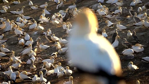 Case Study: Life of birds. Gannet colony. Gannets Stock Footage 238806136