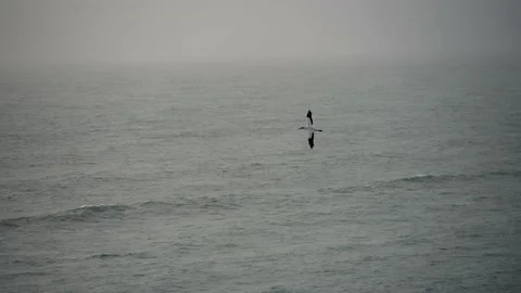 Case Study: Life of birds. Gannet colony. Gannets Stock Footage 238806216
