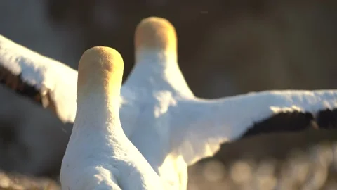 Case Study: Life of birds. Gannet colony. Gannets Stock Footage 238806268