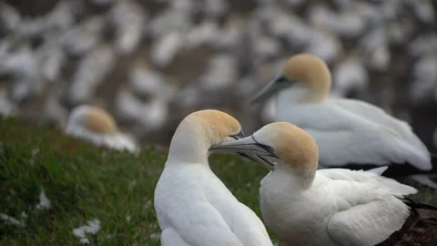 Case Study: Life of birds. Gannet colony. Gannets Stock Footage 238806786