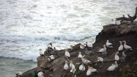 Case Study: Life of birds. Gannet colony. Gannets Stock Footage 238807104