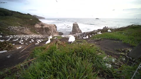 Case Study: Life of birds. Gannet colony. Gannets Stock Footage 238808067