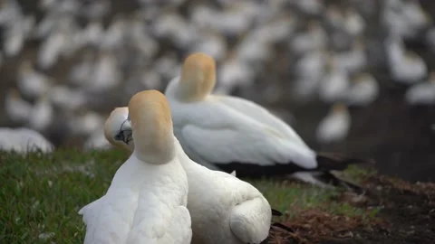 Case Study: Life of birds. Gannet colony. Gannets Stock Footage 238808091