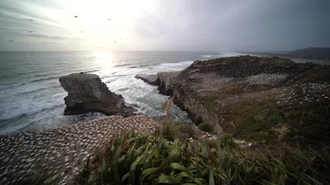 Case Study: Life of birds. Gannet colony. Gannets Stock Footage 238808413
