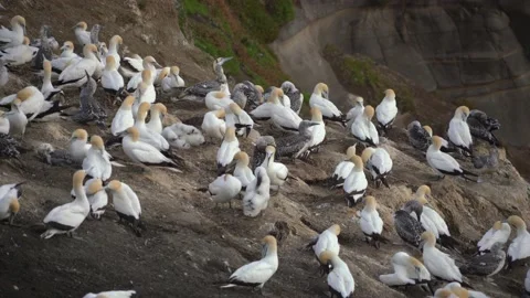 Case Study: Life of birds. Gannet colony. Gannets Stock Footage 238808525