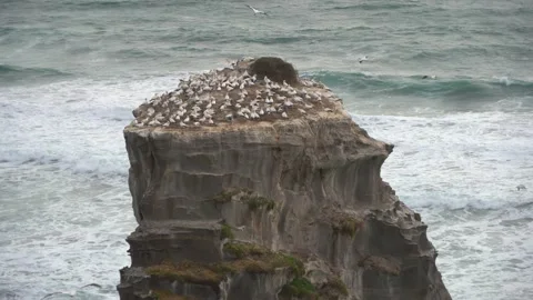 Case Study: Life of birds. Gannet colony. Gannets Stock Footage 238808565