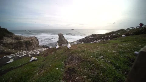 Case Study: Life of birds. Gannet colony. Gannets Stock Footage 238809165