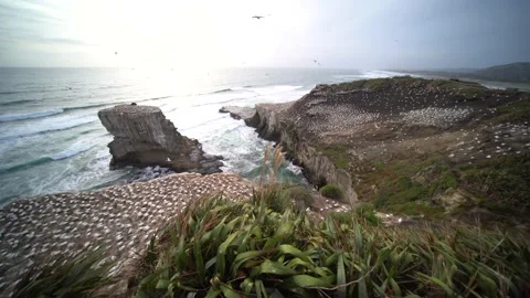 Case Study: Life of birds. Gannet colony. Gannets Stock Footage 238809229