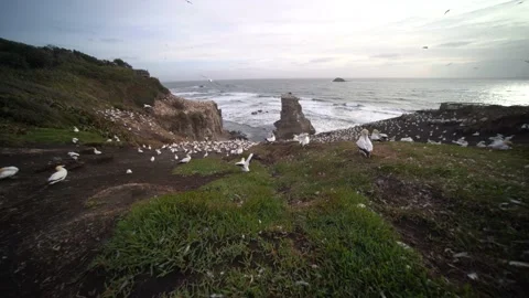 Case Study: Life of birds. Gannet colony. Gannets Stock Footage 238809437