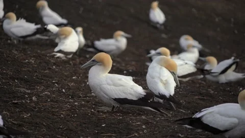 Case Study: Life of birds. Gannet colony. Gannets Stock Footage 238809531
