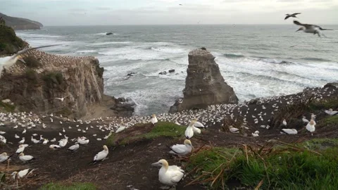 Case Study: Life of birds. Gannet colony. Gannets Stock Footage 238809664