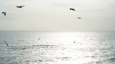 Case Study: Life of birds. Gannet colony. Gannets Stock Footage 238809722