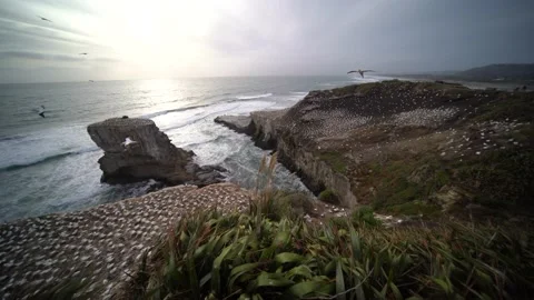 Case Study: Life of birds. Gannet colony. Gannets Stock Footage 238809932