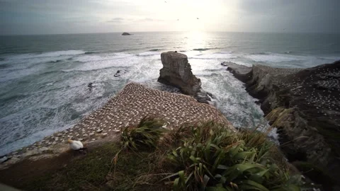 Case Study: Life of birds. Gannet colony. Gannets Stock Footage 238810049