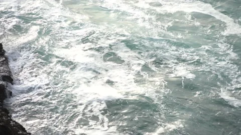 Case Study: Life of birds. Gannet colony. Gannets Stock Footage 238810060