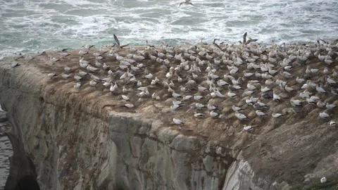 Case Study: Life of birds. Gannet colony. Gannets Stock Footage 238810522