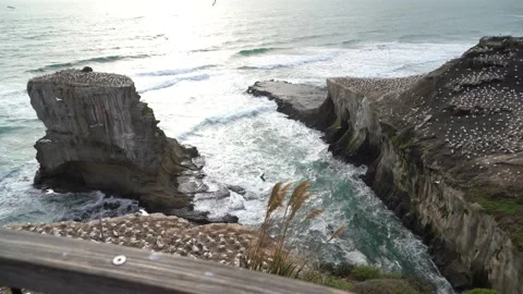 Case Study: Life of birds. Gannet colony. Gannets Stock Footage 238810549