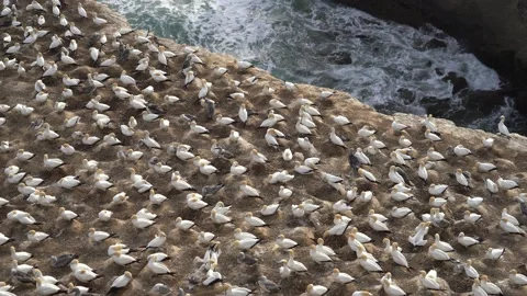 Case Study: Life of birds. Gannet colony. Gannets Stock Footage 238811049