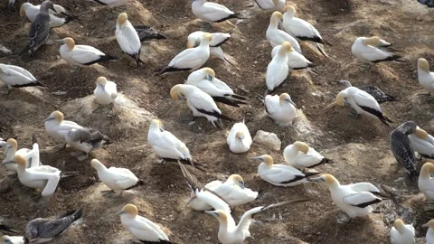 Case Study: Life of birds. Gannet colony. Gannets Stock Footage 238811314