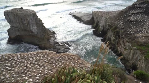 Case Study: Life of birds. Gannet colony. Gannets Stock Footage 238811453