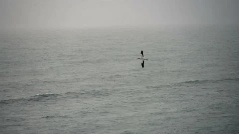 Case Study: Life of birds. Gannet colony. Gannets Stock Footage 238811462
