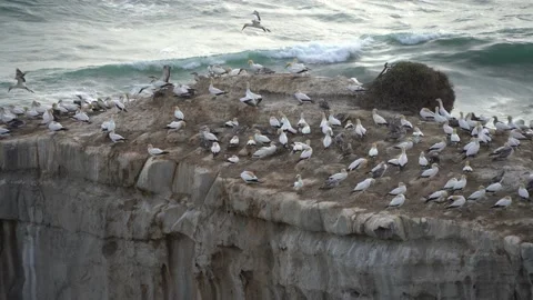 Case Study: Life of birds. Gannet colony. Gannets Stock Footage 238811947