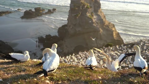 Case Study: Life of birds. Gannet colony. Gannets Stock Footage 238812385