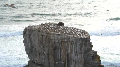 Case Study: Life of birds. Gannet colony. Gannets Stock Footage 238812662