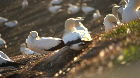 Case Study: Life of birds. Gannet colony. Gannets Stock Footage 238812740