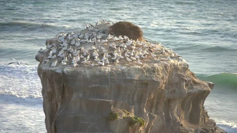 Case Study: Life of birds. Gannet colony. Gannets Stock Footage 238812926