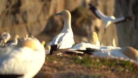 Case Study: Life of birds. Gannet colony. Gannets 스톡 동영상 238813237