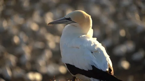 Case Study: Life of birds. Gannet colony. Gannets Stock Footage 238813351