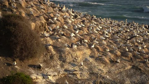 Case Study: Life of birds. Gannet colony. Gannets Stock Footage 238813539