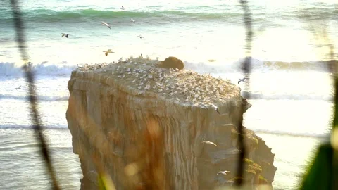 Case Study: Life of birds. Gannet colony. Gannets Stock Footage 238813541