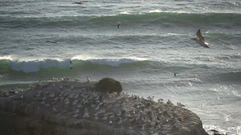 Case Study: Life of birds. Gannet colony. Gannets Stock Footage 238813714