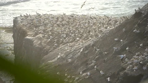 Case Study: Life of birds. Gannet colony. Gannets Stock Footage 238814463