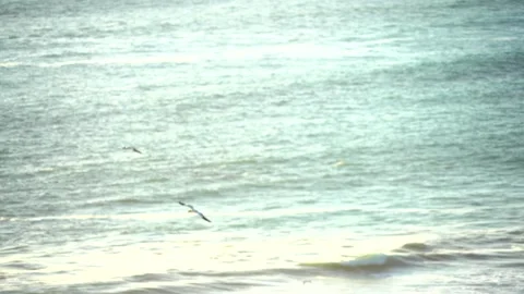Case Study: Life of birds. Gannet colony. Gannets Stock Footage 238814988